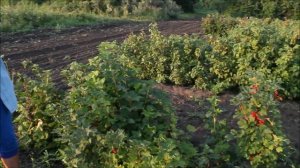 Красная смородина: красная, розовая и белая