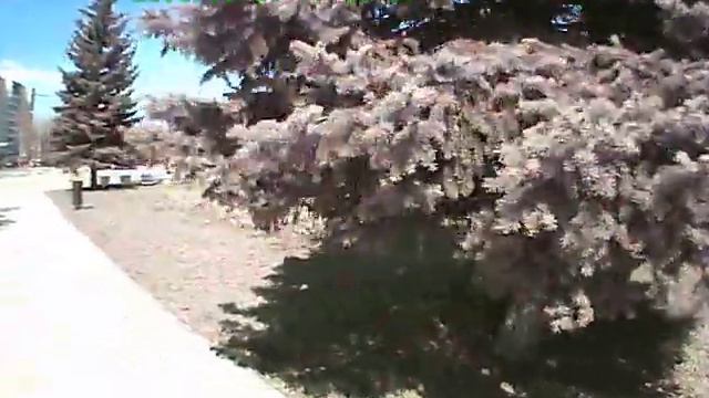 PICT0008.AVI поздравление ветеранов Н.Н(часть 2) смотреть онлайн