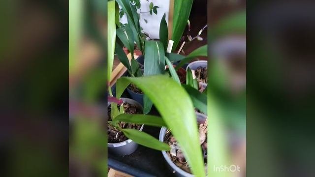 Любителям орхидей