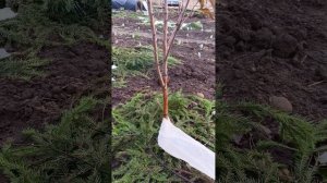 Как укрыть молодые деревья???, на зиму защитить от грызунов!