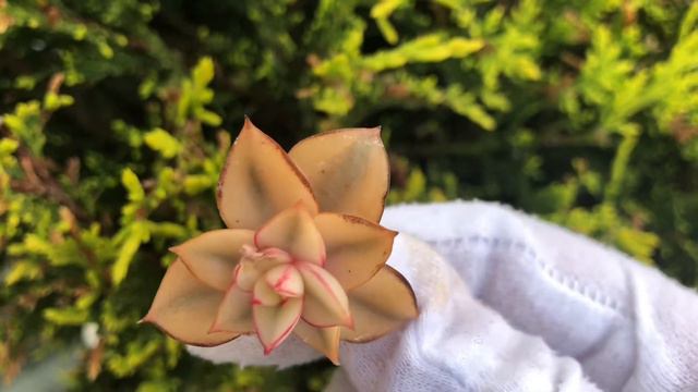 Echeveria Monocerotis Variegated смотреть онлайн