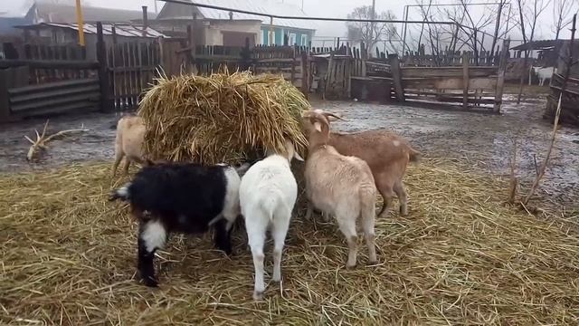 Кровосмешение диких и домашних животных, новая версия смотреть онлайн