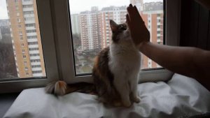 Дрессировка кошки Мейн кун