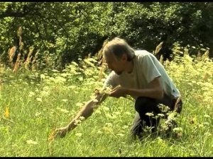 Косуля должна жить. Березинский заповедник.