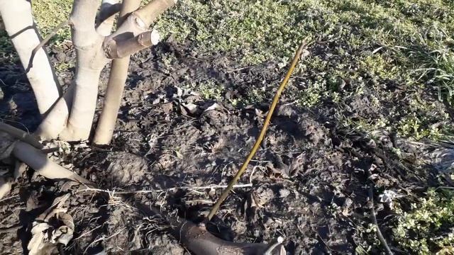 Укрытие инжира на зиму? Не, не слышал... смотреть онлайн