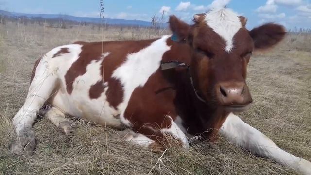 Краснопестрая корова - удачное приобретение смотреть онлайн