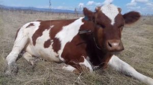 Краснопестрая корова - удачное приобретение