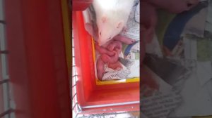 Рождение крыс.!!!!!!!!?????!!!!!!