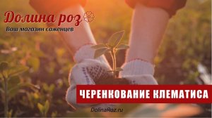 Черенкование клематиса. Как заготовить черенки.