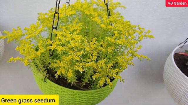 अप्रिल में लगाएं नर्सरी में सस्ते दामों में मिलने वाले permanent Succulent Flowering plant смотреть онлайн