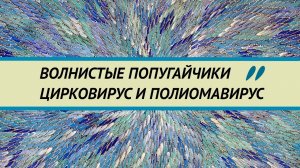 Цирковирус и полиомавирус волнистых попугаев. Признаки. Диагностика. Попугайчики бегунки и французы.