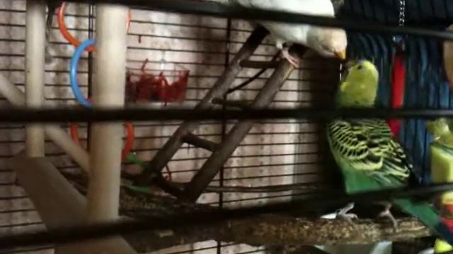 Попугай - хищник смотреть онлайн