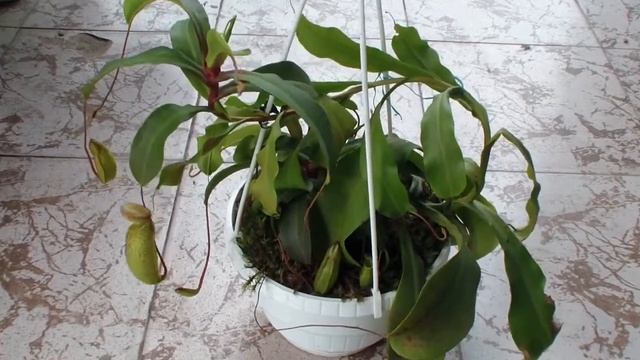 Мої хижі рослини. Nepenthes.