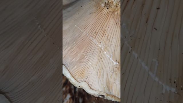 Белый груздь нужно вымачивать 2–3 дня. смотреть онлайн