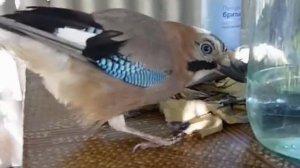 Наглая сойка