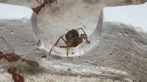 Крылатая матка муравьев салтаторов и самцы harpegnathos saltator