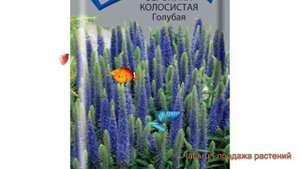 Вероника колосистая Голубая (golubaya) ? вероника Голубая обзор: как сажать семена вероники Голубая