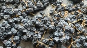 1814, Сушёный винград изабелла, Как сделать орловский изюм, сушка овощей, фруктов, трав, заготовка