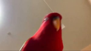 Красный попугай (мем) СБОРНИК 1