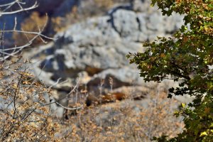 494  Варягам  не  ймётся...  ст.  Владимир  Полуничев