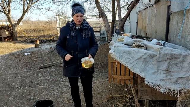 Наши кролики. Новое потомство. Как я за ними ухаживаю. Сельская жизнь смотреть онлайн