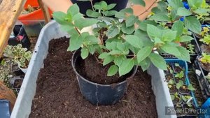 Подготовка к новому сезону 2022.пересаживаю гортензию Самарская Лидия!