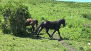 Ревнивая кобыла_ jealous mare