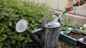 Мята - трава с "холодком". Какой эффект от мяты