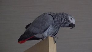 САМЫЕ УМНЫЕ ПТИЦЫ В МИРЕ