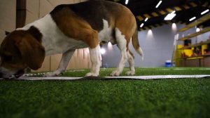 Сколько кусочков корма съест собака, если её не останавливать?