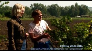 Край без окраин: Земляничная столица Сибири