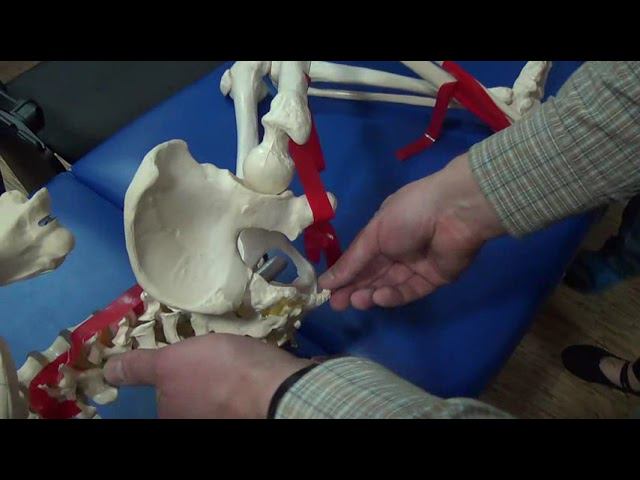 Семинар остеопатия МИОФАСЦИАЛЬНЫЕ ЦЕПИ МФЦ_28 смотреть онлайн