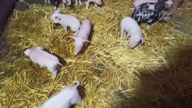 Зачем поросятам делать инъекции железа// Железодефицитная анемия у поросят// Железо поросятам// смотреть онлайн