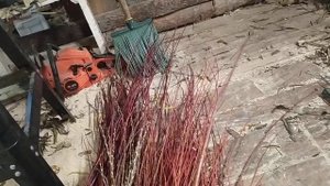 Лозоплетение. Отличие ивы козьей от ивы пурпурной (краснотала).