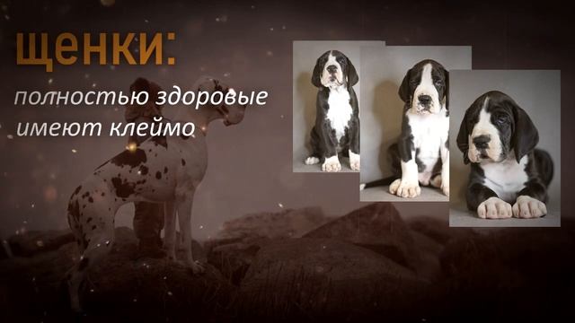 Питомник немецких догов ?"Фаворит Елен Дог"FCI/РКФ смотреть онлайн