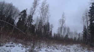 Охота на зайца.Взял двух собак и погнался за зайцем...