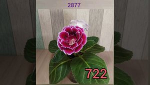 Новые опыления, Зима 2024, Семена почтой, глоксинии, тидеи, махровые