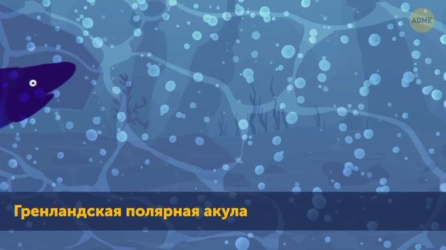 Мегалодон и синий кит: кто из них больше? смотреть онлайн