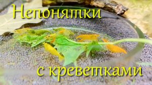 Непонятки с креветками неокаридинами - меняют цвет, сидят на коряжках после подмены воды
