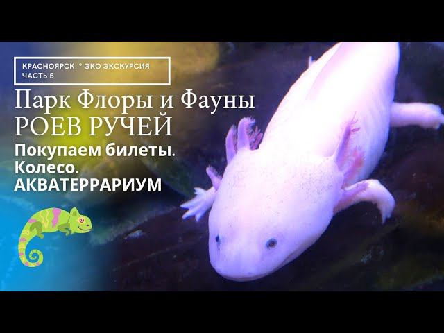 Акватеррариум в зоопарке  РОЕВ РУЧЕЙ | Красноярск. ЭкоЭкскурсия часть 5