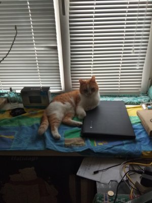 Смешные коты )))