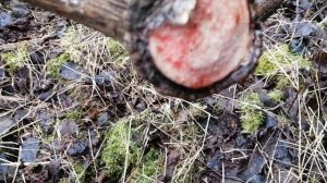 Рога оленя, рог от молодого благородного оленя, zrzuty jeleni, Hirschhörner