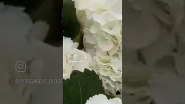 #hydrangea #гортензия #садгортензий #hortensia #hydrangeas #сад #гортензии #гортензиякрупнолистная