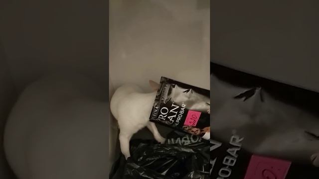 Приколы нашего чихуахуа 😂 смотреть онлайн