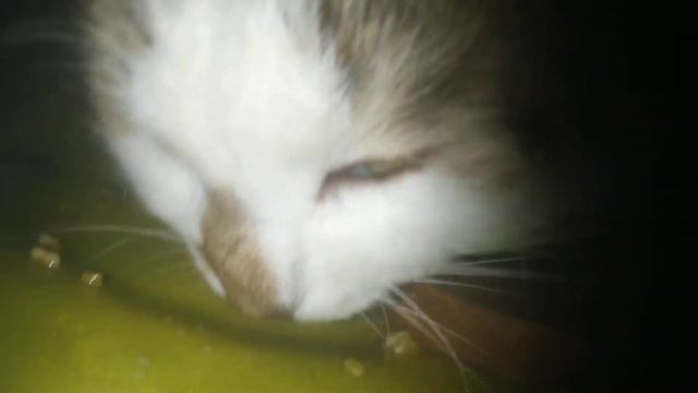 Кот Эндер облизывает тарелку смотреть онлайн