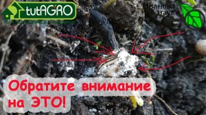 ЛЮДИ, ГЛЯНЬТЕ, ЧТО ДЕЛАЕТСЯ! Вот что я нашел на своем участке, когда высаживал луковицы! Богатство!