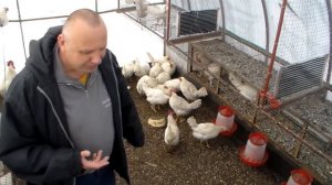 Расклёв и канибализм у кур породы Леггорн