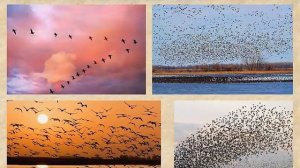 Осенние изменения в природе 2