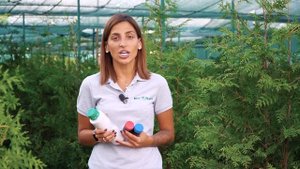 Уход за туями летом?  Что делать, если туя пожелтела внутри