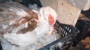 ИНДОУТКИ И КВОЧКИ! / Сколько у меня кур и уток сидят на яйцах? / Скоро начнётся вывод под уточкой